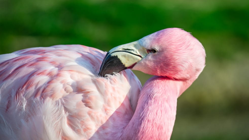 wwt flamingo